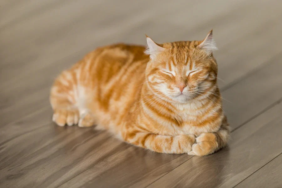 Purr-fect Cat Halloween Captions for Your Costume Photos